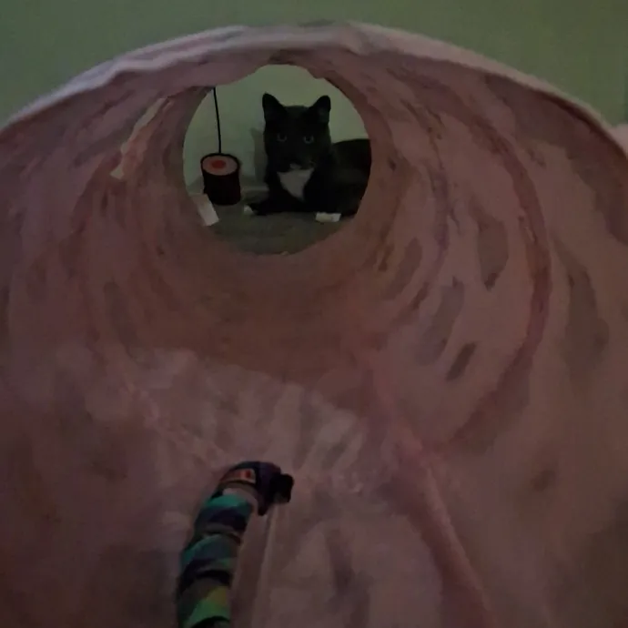 The Cat Purrfessor