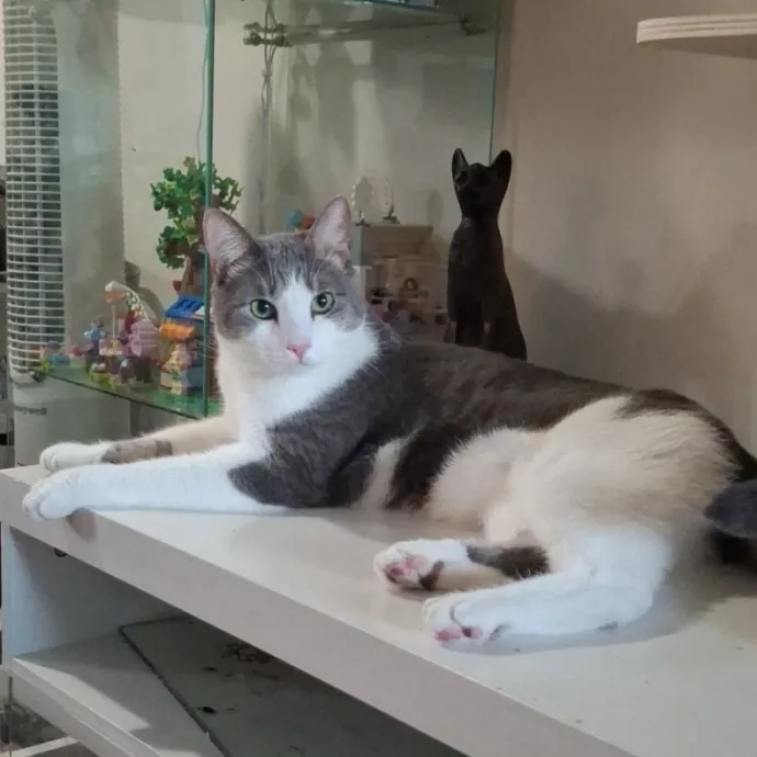 The Cat Purrfessor