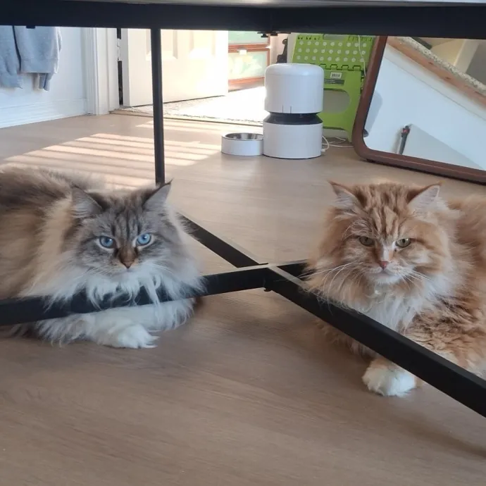 The Cat Purrfessor