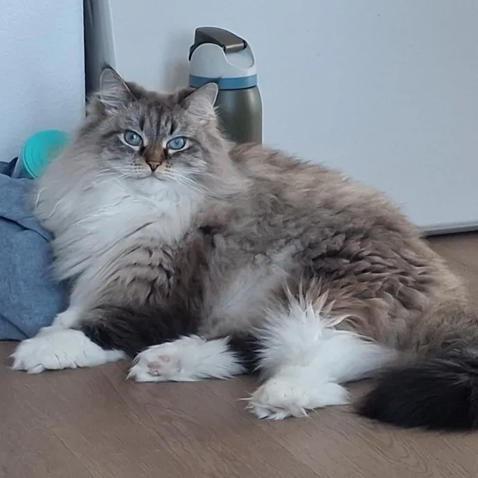 The Cat Purrfessor