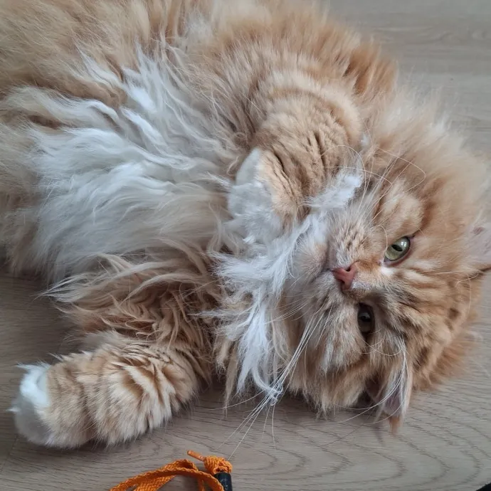 The Cat Purrfessor