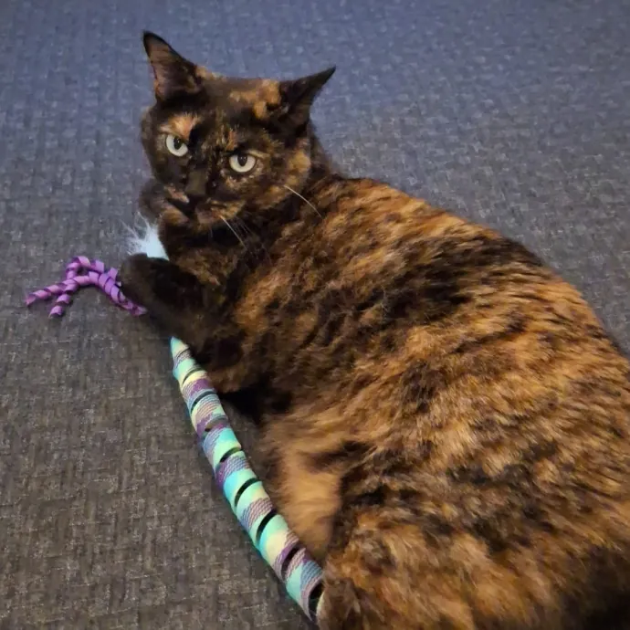 The Cat Purrfessor
