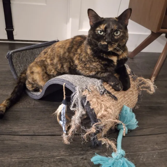 The Cat Purrfessor