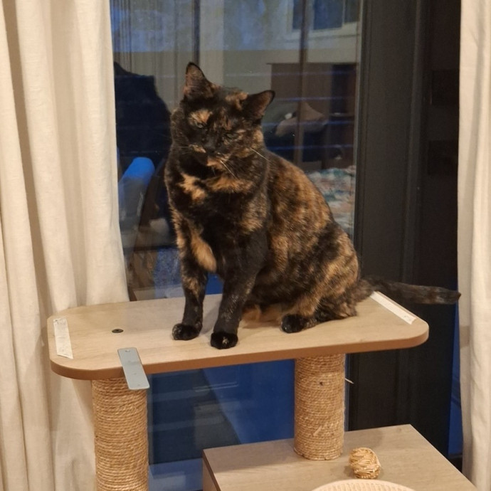 The Cat Purrfessor