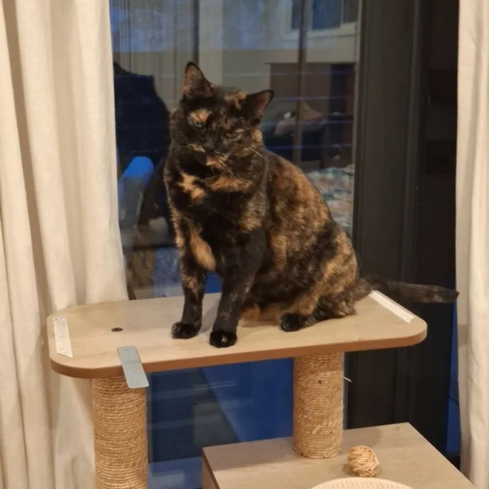 The Cat Purrfessor