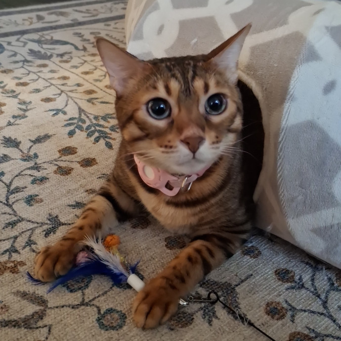The Cat Purrfessor