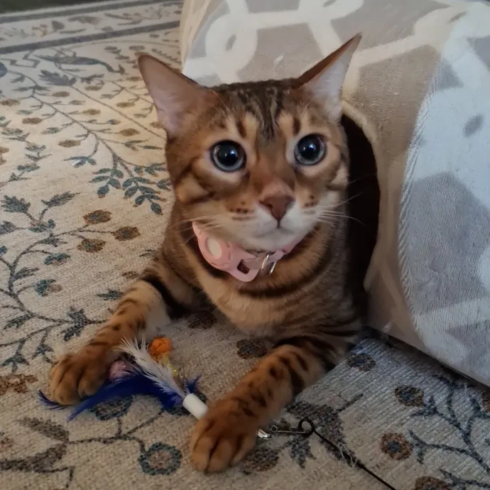 The Cat Purrfessor