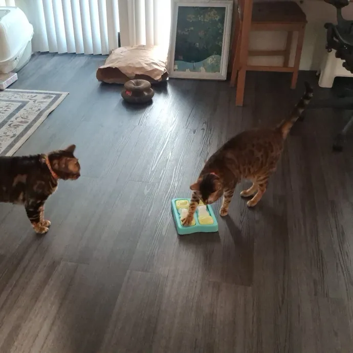 The Cat Purrfessor