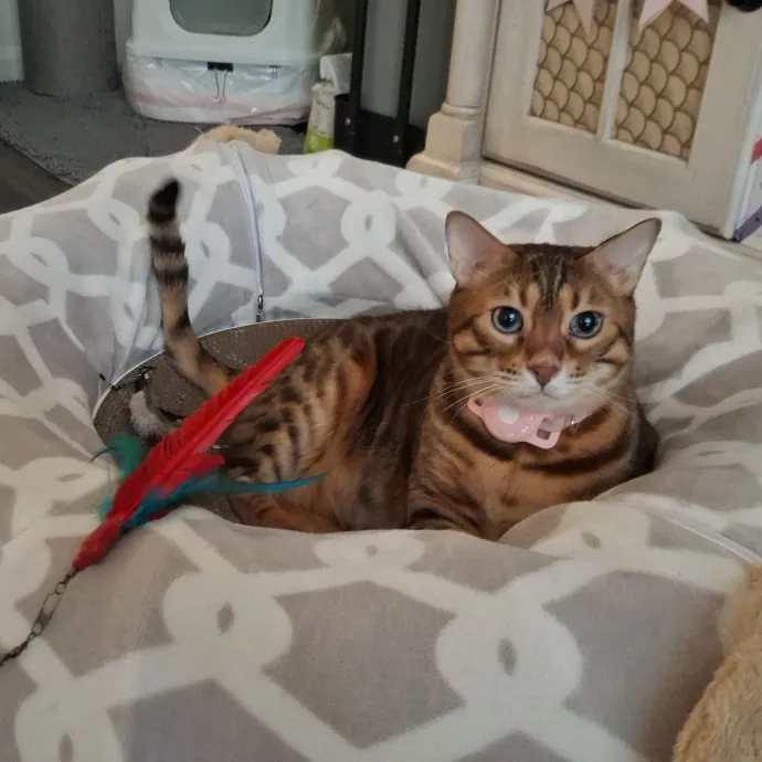 The Cat Purrfessor