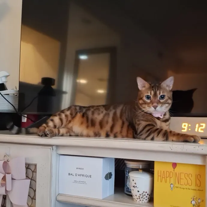 The Cat Purrfessor