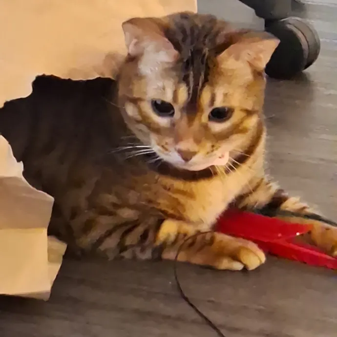 The Cat Purrfessor