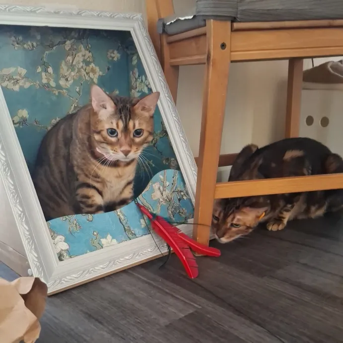 The Cat Purrfessor