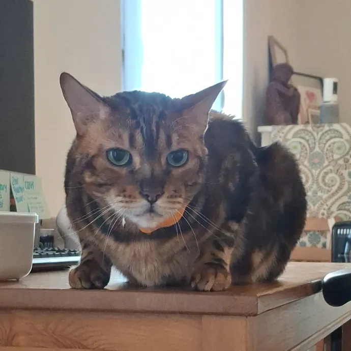 The Cat Purrfessor