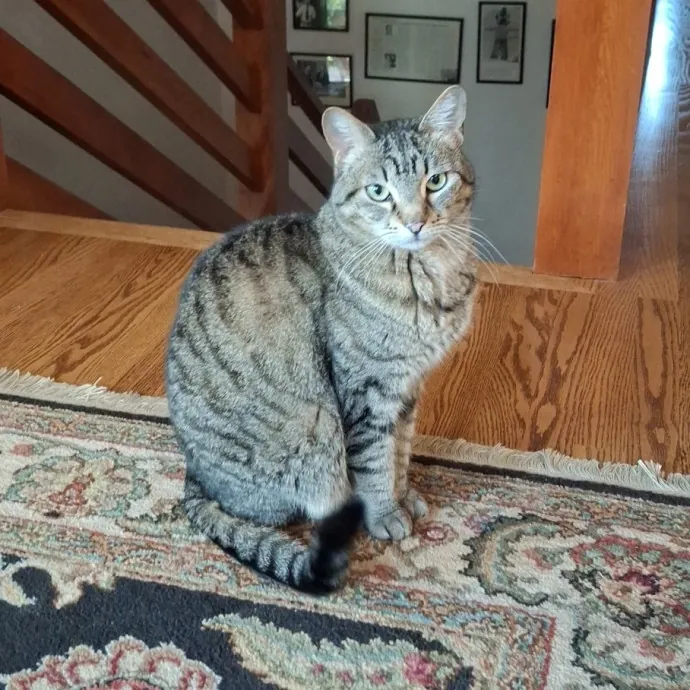The Cat Purrfessor