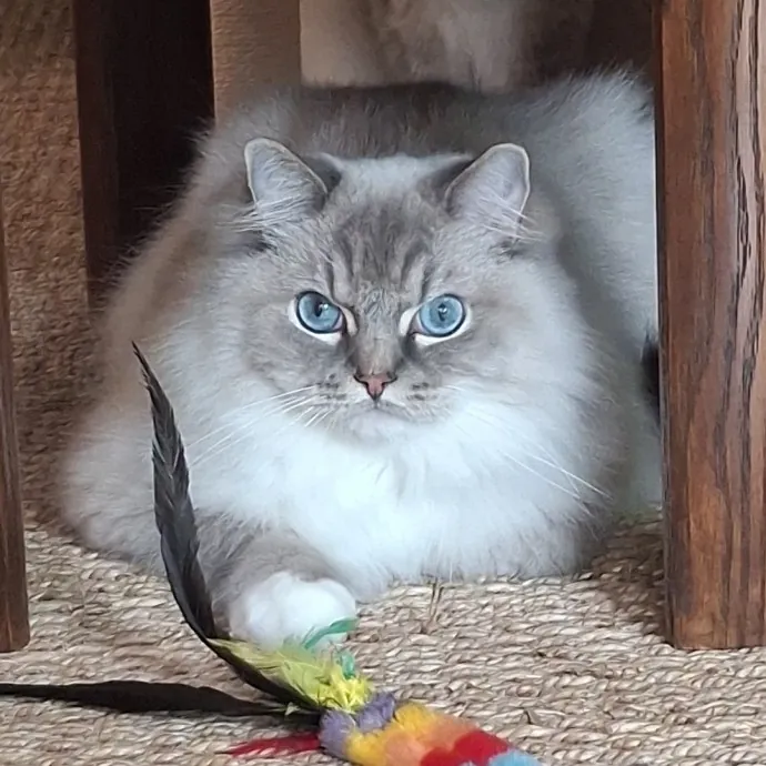 The Cat Purrfessor