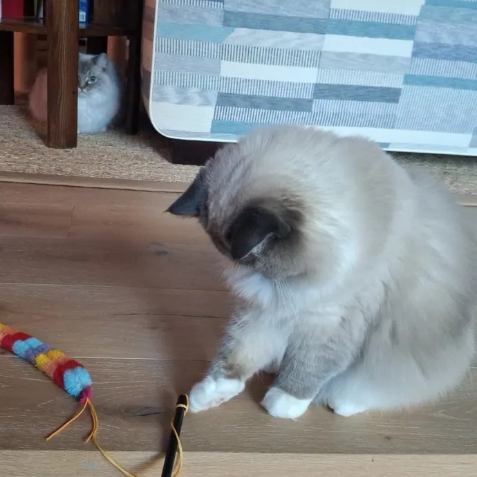 The Cat Purrfessor
