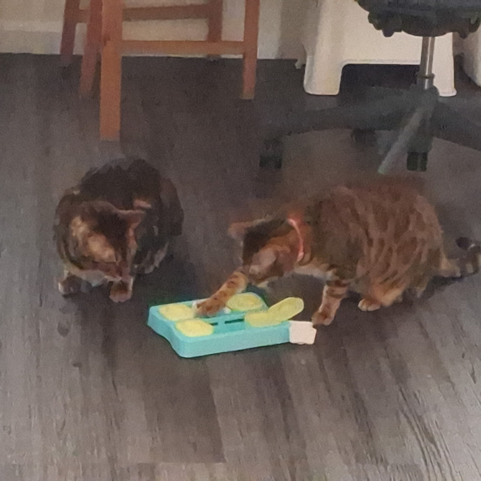 The Cat Purrfessor