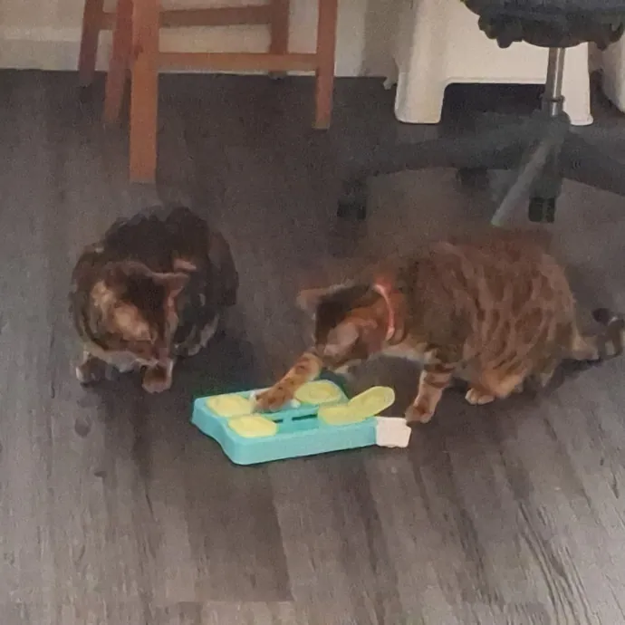 The Cat Purrfessor
