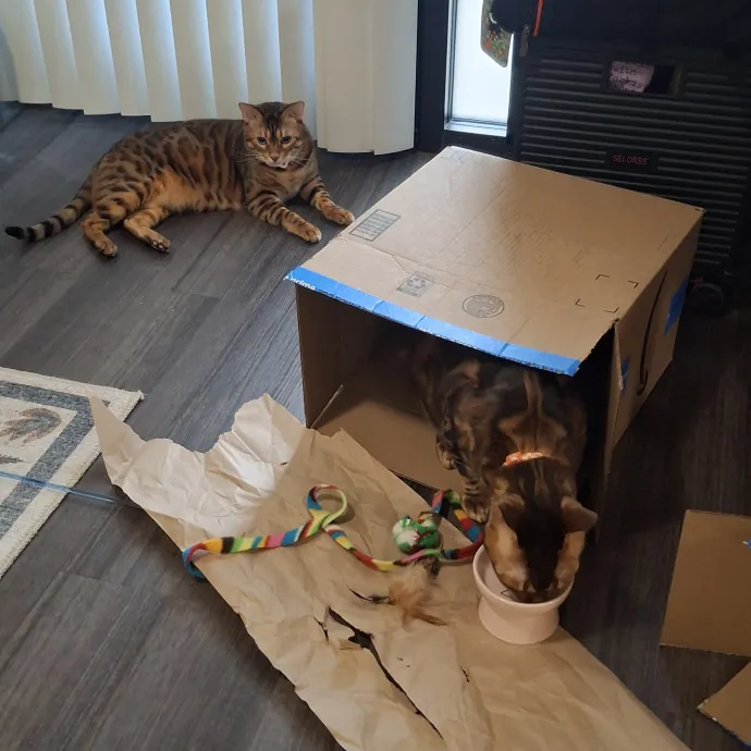 The Cat Purrfessor
