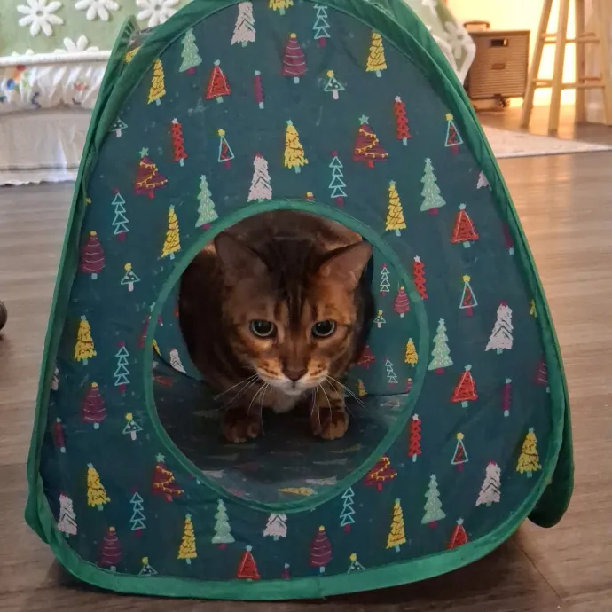 The Cat Purrfessor