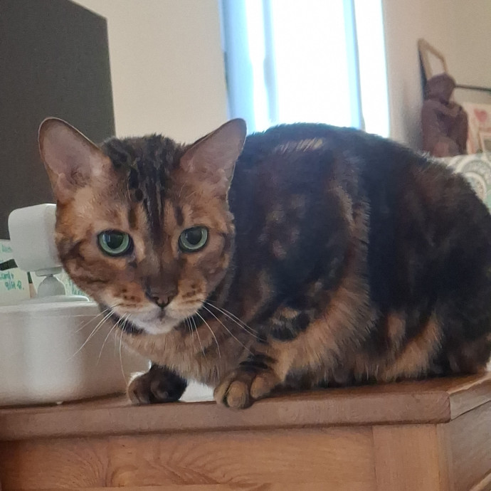 The Cat Purrfessor