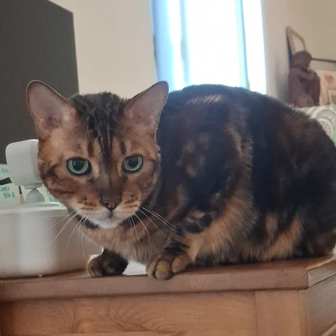 The Cat Purrfessor