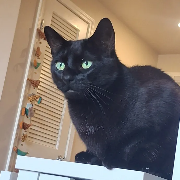 The Cat Purrfessor
