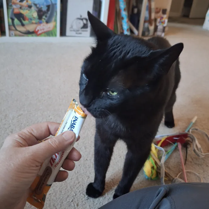 The Cat Purrfessor