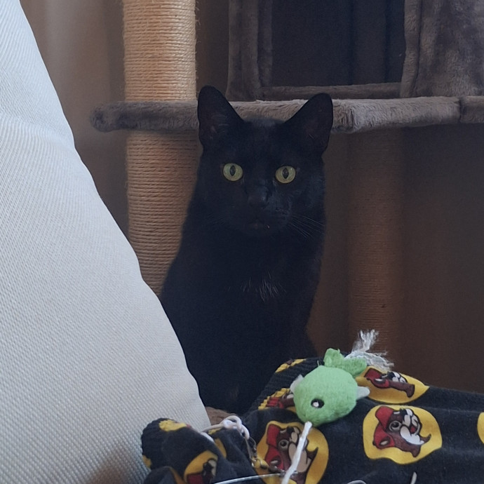 The Cat Purrfessor