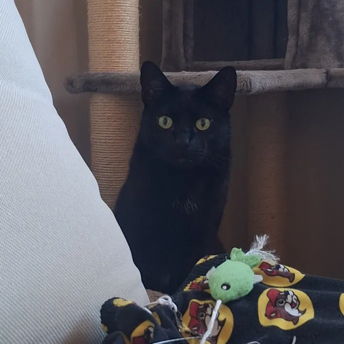 The Cat Purrfessor