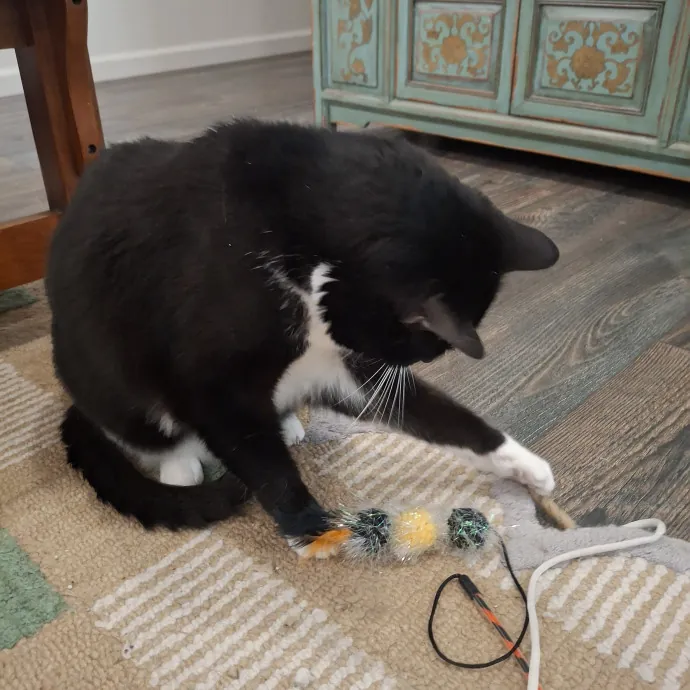 The Cat Purrfessor