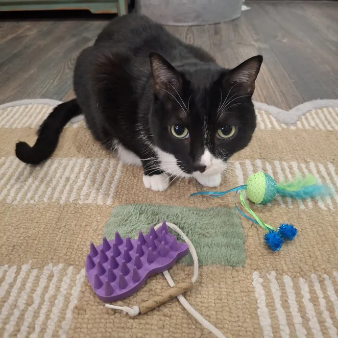 The Cat Purrfessor