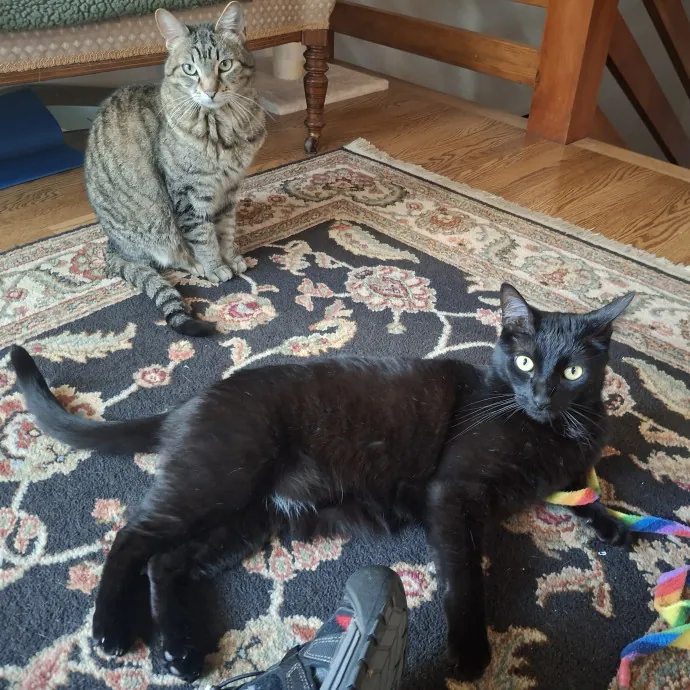 The Cat Purrfessor