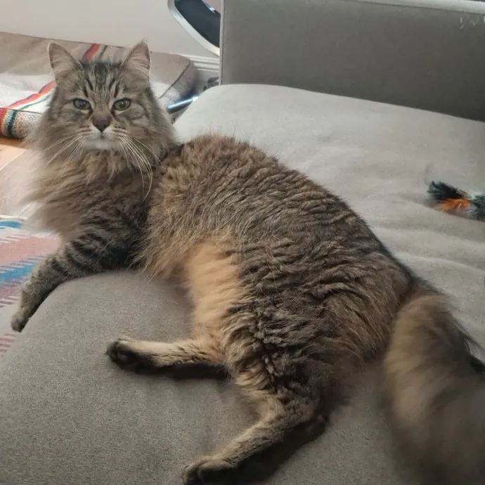 The Cat Purrfessor