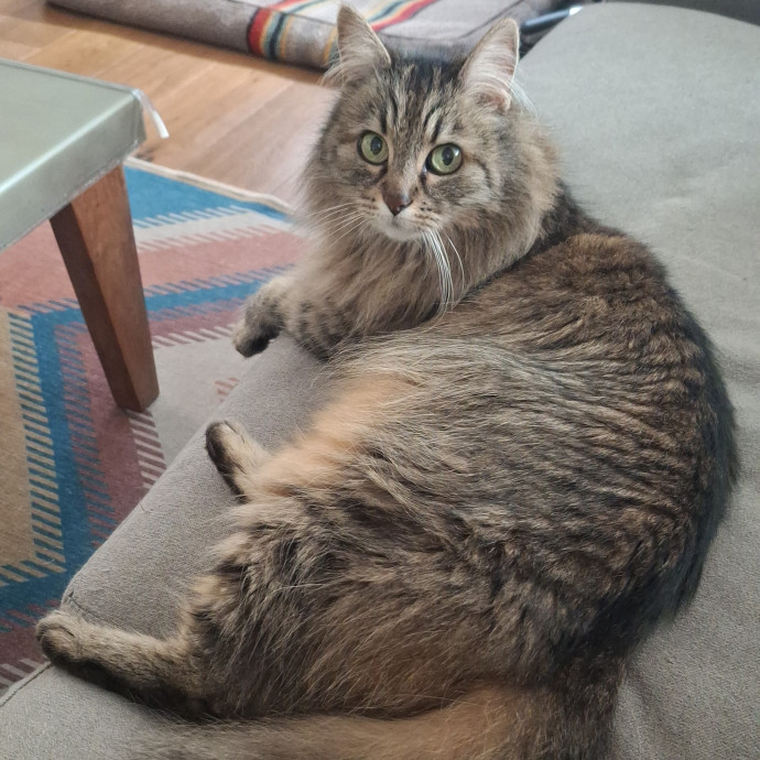 The Cat Purrfessor