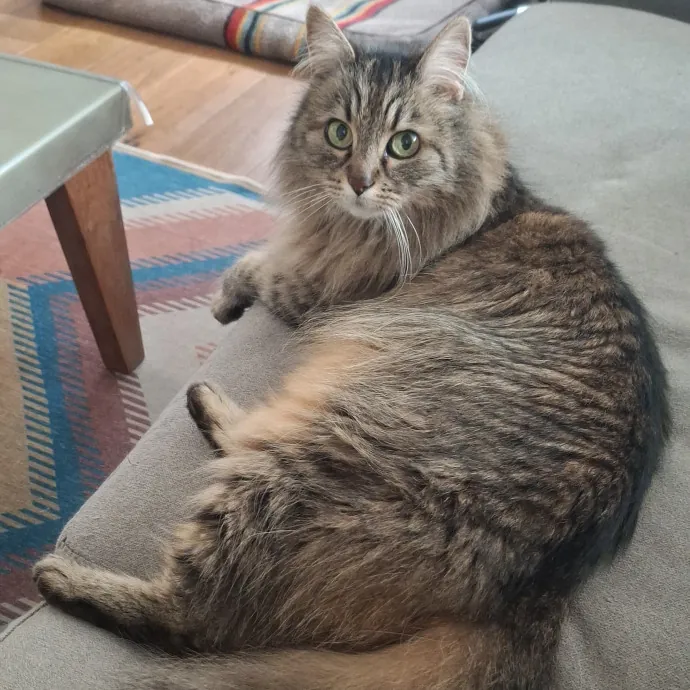 The Cat Purrfessor