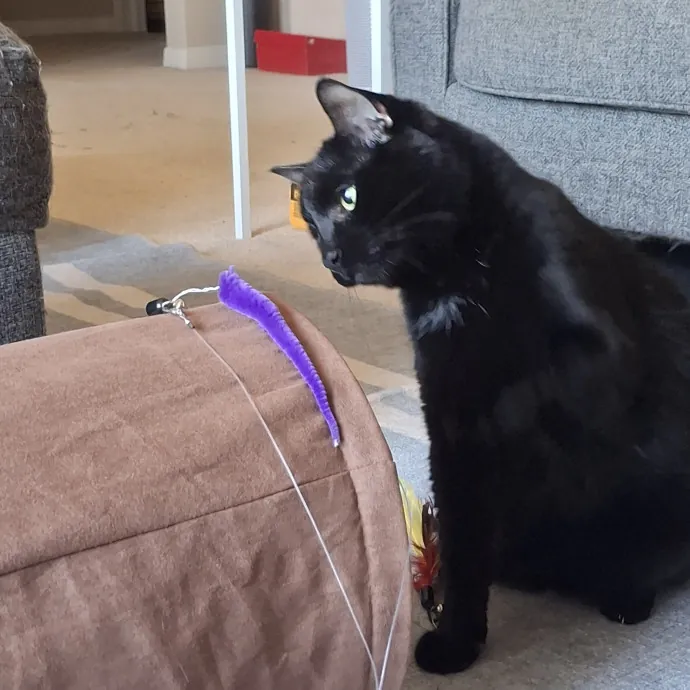 The Cat Purrfessor