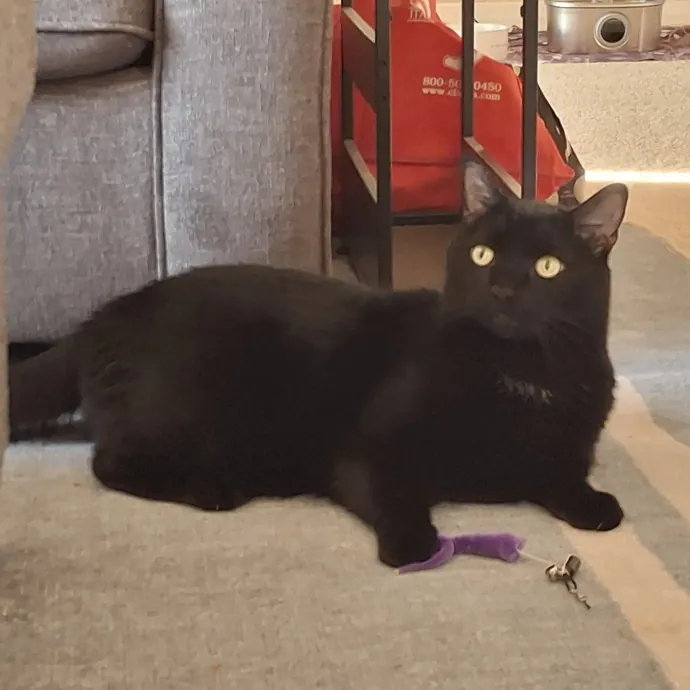 The Cat Purrfessor