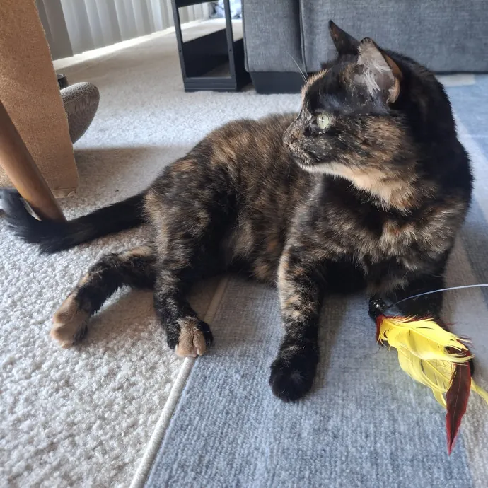 The Cat Purrfessor