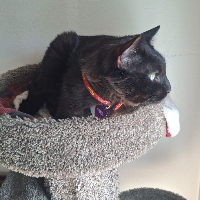 The Cat Purrfessor