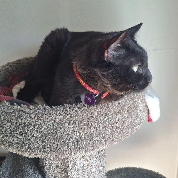 The Cat Purrfessor