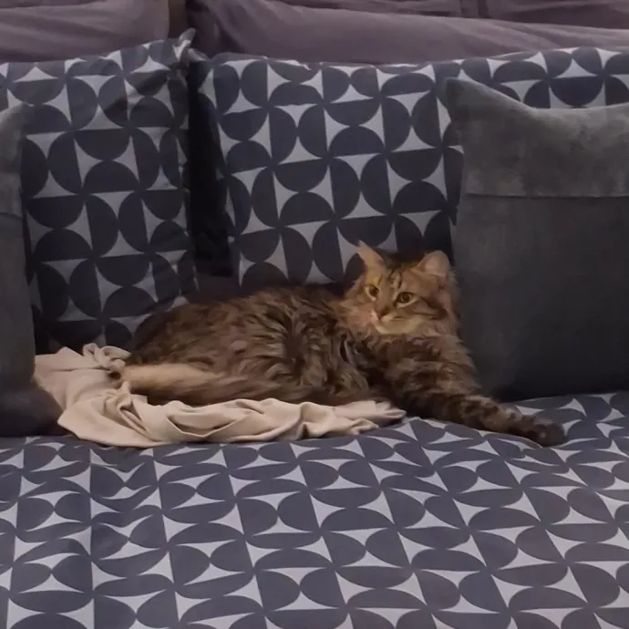 The Cat Purrfessor