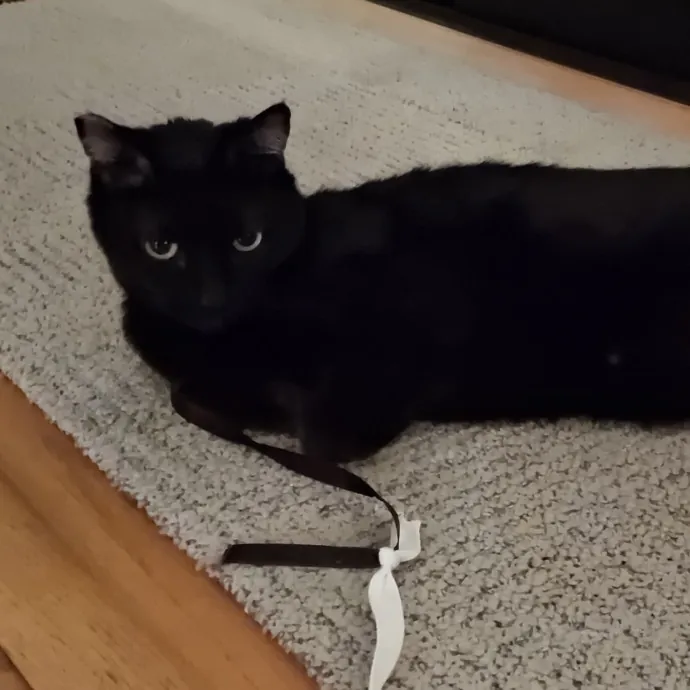 The Cat Purrfessor