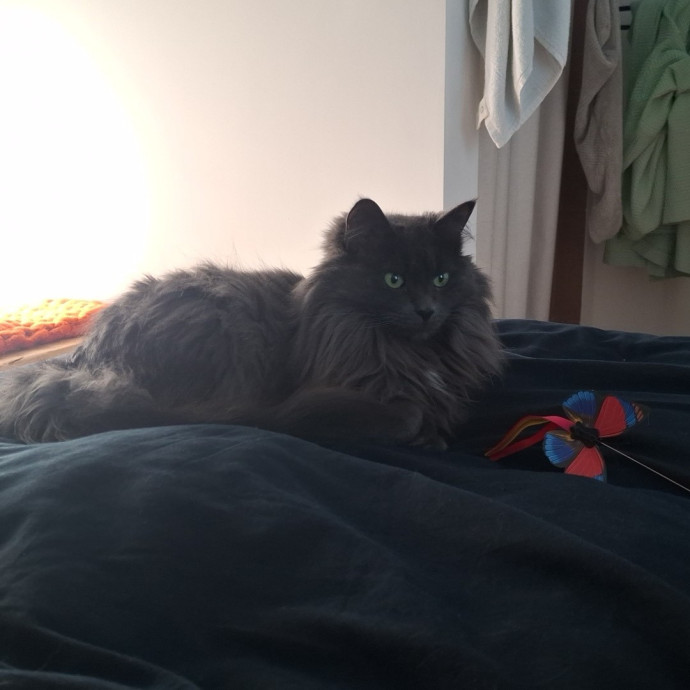 The Cat Purrfessor