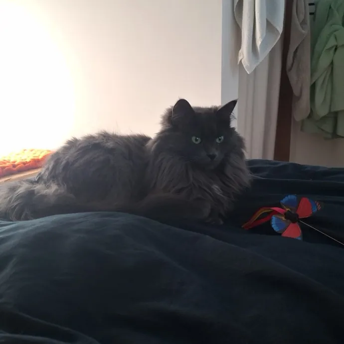 The Cat Purrfessor
