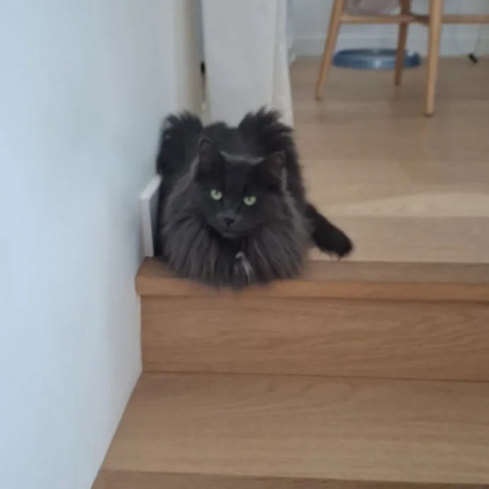 The Cat Purrfessor