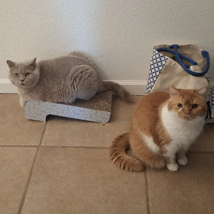 The Cat Purrfessor