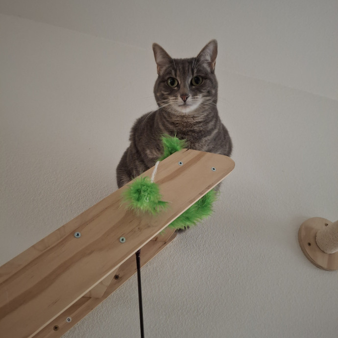 The Cat Purrfessor
