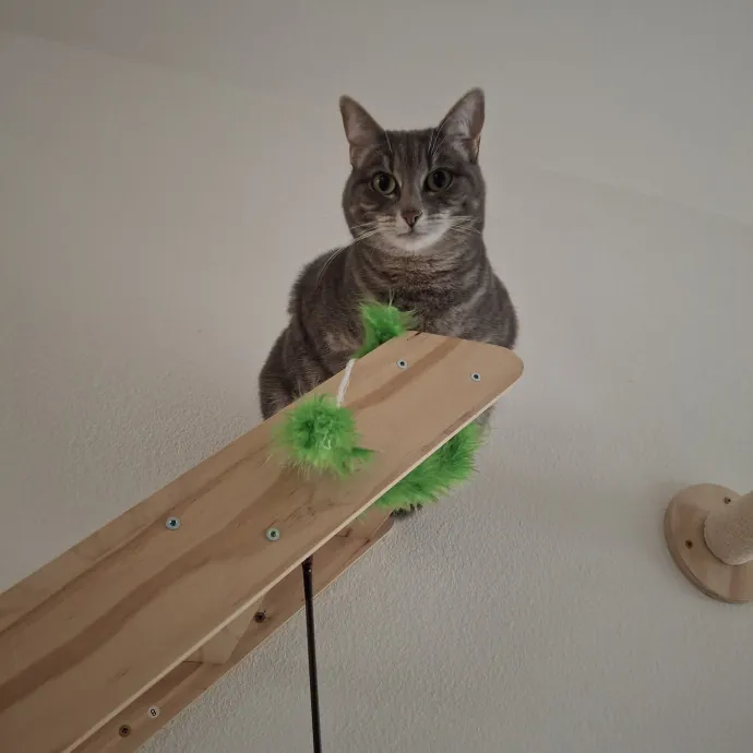 The Cat Purrfessor