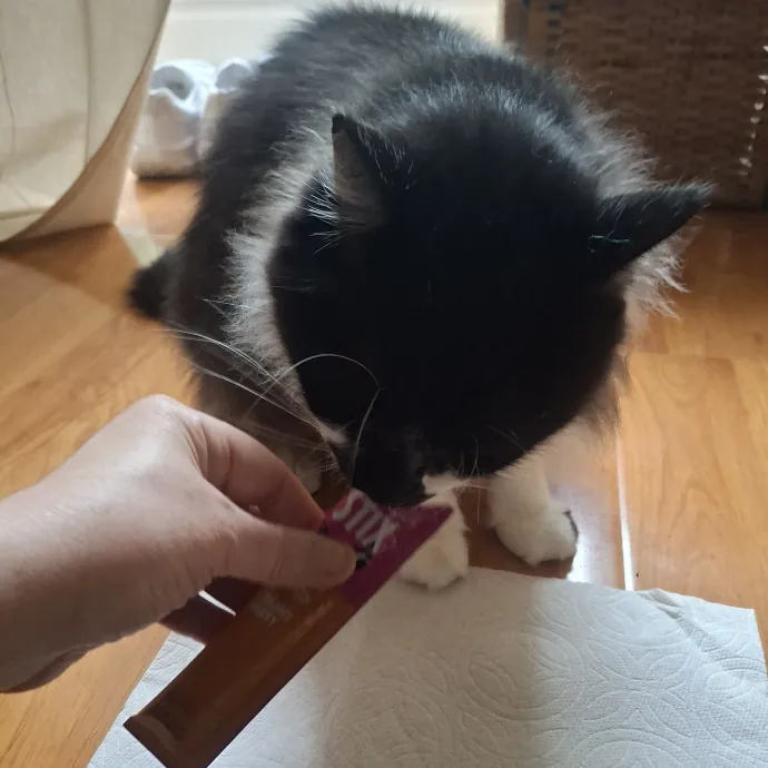 The Cat Purrfessor